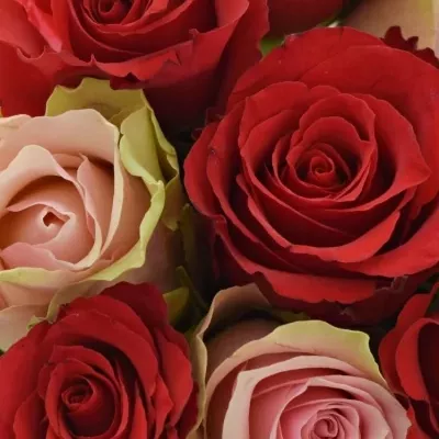 Kytice 9 míchaných růží ROSEBELLINE 50cm