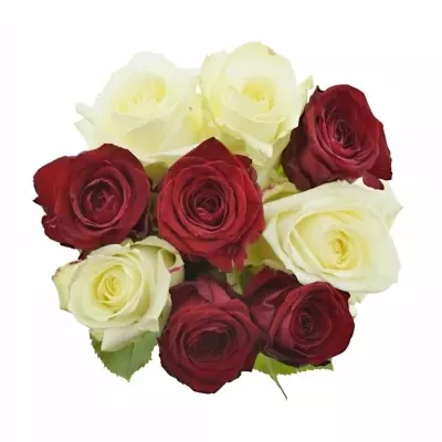 Míchaná kytice 9 vícebarevných růží THINA 70 cm