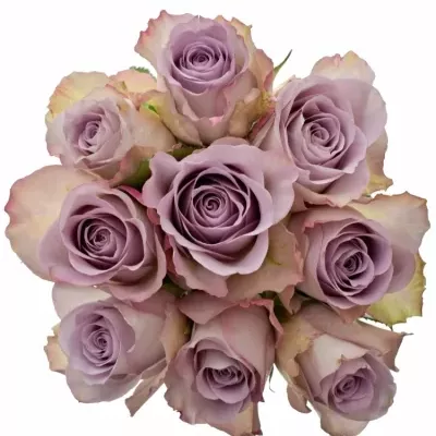 Kytice 9 modrofialových růží MEMORY LANE 40cm