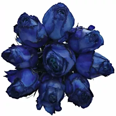 Kytice 9 modrých růží BLUE QUEEN OF AFRICA 60cm