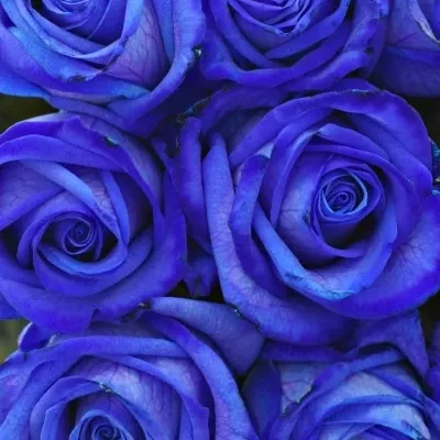 Kytice 9 modrých růží BLUE VENDELA