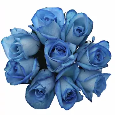 Kytice 9 modrých růží LIGHT BLUE SNOWSTORM 50cm