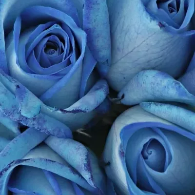 Kytice 9 modrých růží LIGHT BLUE SNOWSTORM
