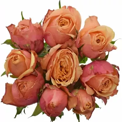 Kytice 9 oranžovočervených růží ALTAMODA 60cm