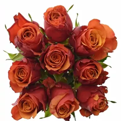 Kytice 9 oranžovočervených růží ESPANA 70cm