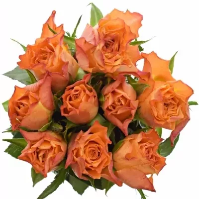 Kytice 9 oranžových růží AMINA 60 cm