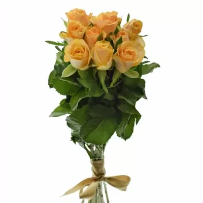 Kytice 9 oranžových růží CANDID PROPHYTA 50cm