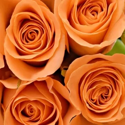 Kytice 9 oranžových růží CHELSEA 40cm