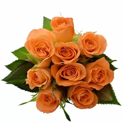 Kytice 9 oranžových růží CHELSEA 40cm