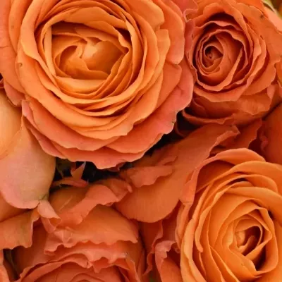 Kytice 9 oranžových růží CLARENCE+ 60cm