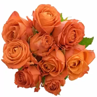 Kytice 9 oranžových růží CLARENCE+ 80cm