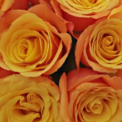 Kytice 9 oranžových růží CONFIDENTIAL 35cm
