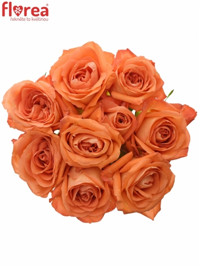 Kytice 9 oranžových růží COPACABANA 40cm