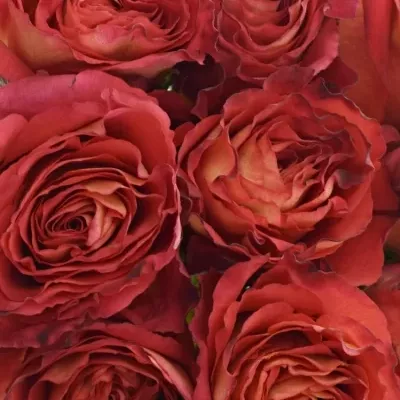 Kytice 9 oranžových růží FINE WINE 40cm