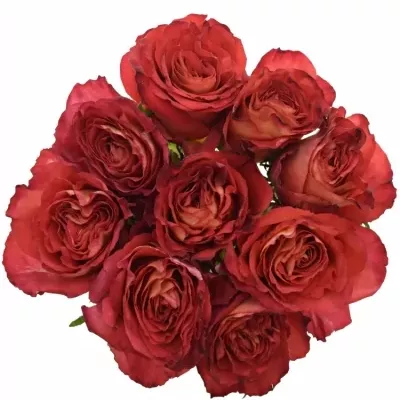 Kytice 9 oranžových růží FINE WINE 40cm