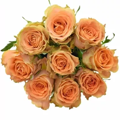 Kytice 9 oranžových růží FLORENTINE 50cm
