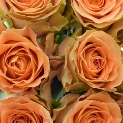 Kytice 9 oranžových růží FLORENTINE