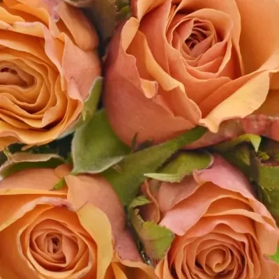 Kytice 9 oranžových růží JULIA 40cm