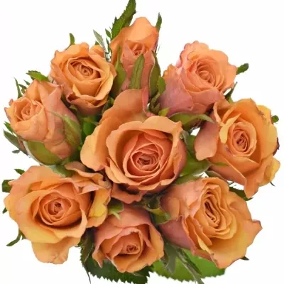 Kytice 9 oranžových růží JULIA 40cm