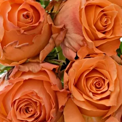 Kytice 9 oranžových růží JULISCHKA 40cm