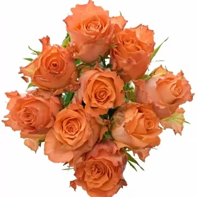 Kytice 9 oranžových růží JULISCHKA 55cm