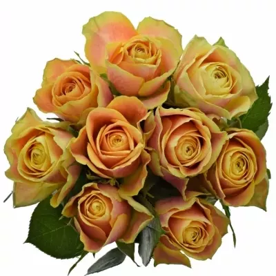 Kytice 9 oranžových růží MARACUJA 40cm