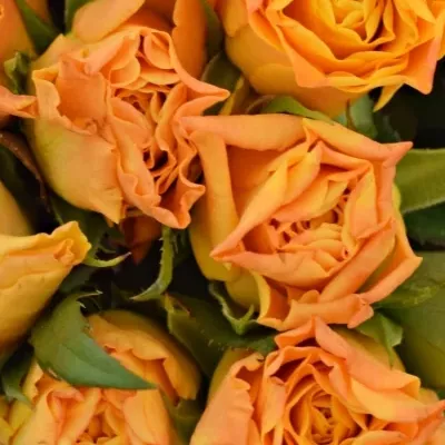 Kytice 9 oranžových růží MARIE-CLAIRE! 60cm