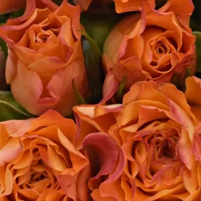 Kytice 9 oranžových růží MARIYO! 50cm