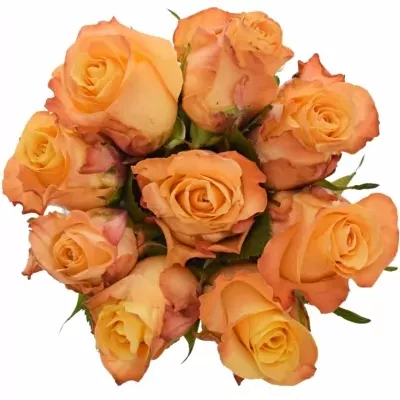Kytice 9 oranžových růží MONALISA 40cm