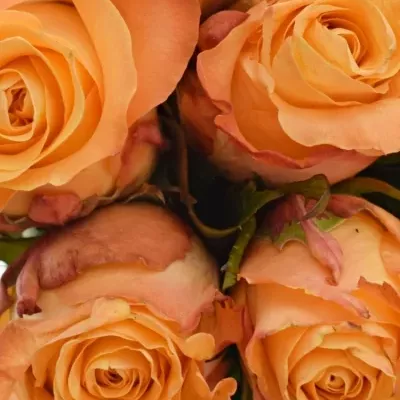 Kytice 9 oranžových růží MONALISA 50cm