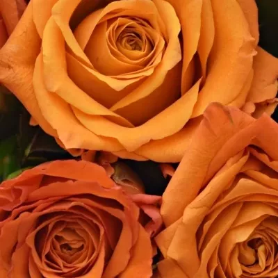Kytice 9 oranžových růží Mpesa 40cm