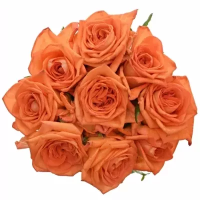 Kytice 9 oranžových růží NARANGA 80cm