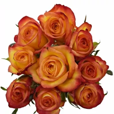 Kytice 9 oranžových růží OUTLAW! 40cm