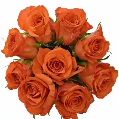 Kytice 9 oranžových růží PATZ 40cm
