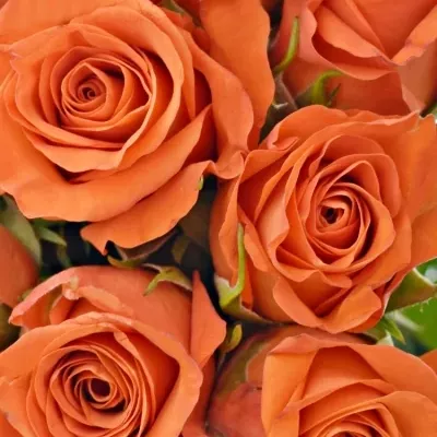 Kytica 9 oranžových ruží Patz 60cm