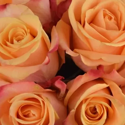 Kytice 9 oranžových růží PEBBLES