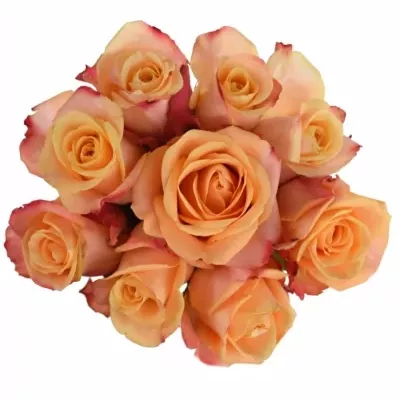 Kytica 9 oranžových ruží PEBBLES 50cm