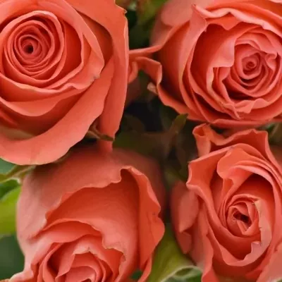 Kytice 9 oranžových růží SIMBA 50cm