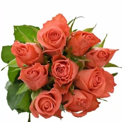 Kytice 9 oranžových růží SIMBA 50cm