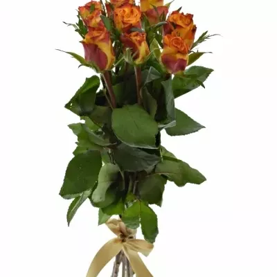 Kytice 9 oranžových růží SOMBRERO 40cm