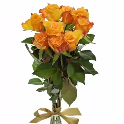 Kytice 9 oranžových růží TIEBREAK 60cm