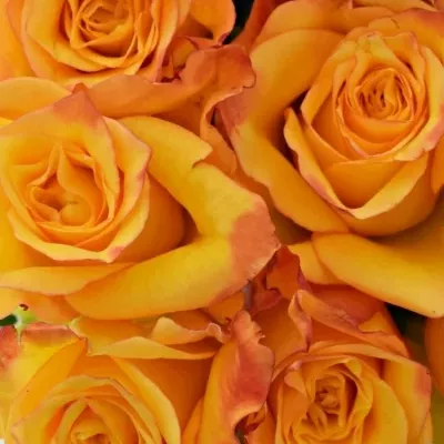 Kytice 9 oranžových růží TIEBREAK 60cm
