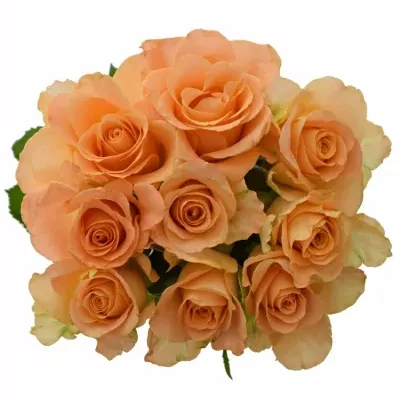 Kytice 9 oranžových růží TRIXX! 90cm