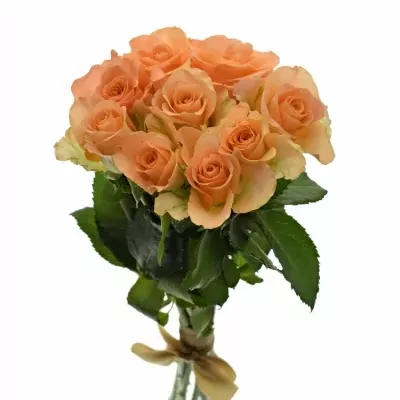 Kytice 9 oranžových růží TRIXX! 50cm