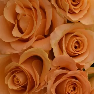 Kytice 9 oranžových růží TRIXX! 50cm