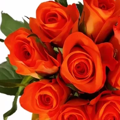 Kytice 9 oranžových růží TROPICAL AMAZONE
