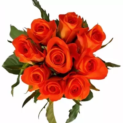 Kytice 9 oranžových růží TROPICAL AMAZONE