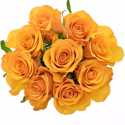 Kytice 9 oranžových růží TYCOON 50cm