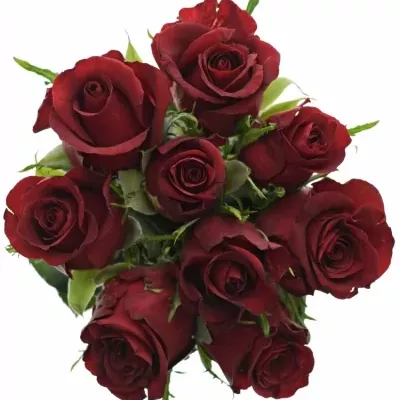 Kytice 9 rudých růží BURGUNDY 50cm 