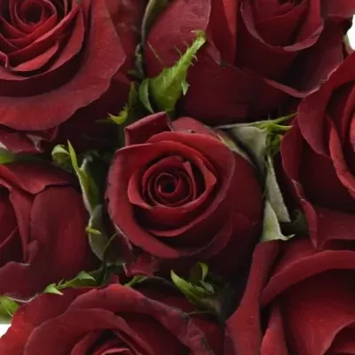Kytice 9 rudých růží BURGUNDY 50cm 